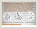 Аммонификация