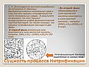 Сущность процесса нитрификации