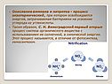Окисление аммиака и нитритов