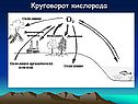 Круговорот кислорода