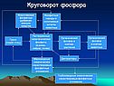 Круговорот фосфора