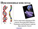 Нуклеиновые кислоты