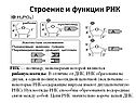 Строение и функции РНК