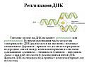 Репликация ДНК