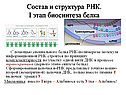 Состав и структура РНК