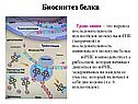 Биосинтез белка
