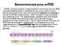 Биологическая роль и-РНК