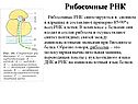 Рибосомные РНК