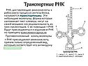 Транспортные РНК