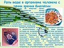 Роль воды в организме человека с точки зрения биологии