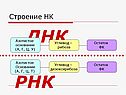 ДНК