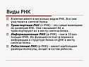 Виды РНК
