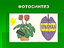 Фотосинтез