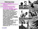 Животные жиры