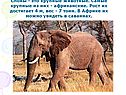 Крупные животные