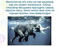 Слоны способны бесшумно проходить сквозь заросли леса