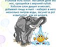 У слонов есть хобот