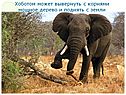 Хоботом может вывернуть с корнями мощное дерево