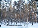 Прозрачный лес один чернеет,