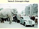 Слон идет к Наде