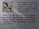 Пьют и едят на лету: в их широко раскрытый клюв как будто сами