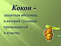 Кокон