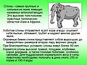 Слоны