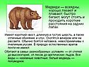 Медведи