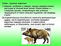 Крупное животное