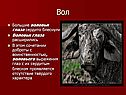 Вол