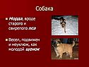Собака