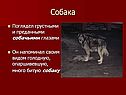 Собака