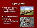 Баран, козёл