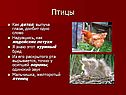 Птицы