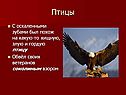 Птицы