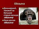 Обезьяна