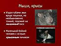 Мыши, крысы