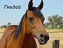 Лошади в океане