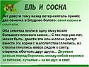 Ель и сосна