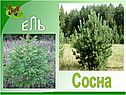 Ель