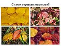 С каких деревьев эти листья