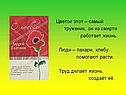Цветок этот – самый труженик, он из смерти работает жизнь