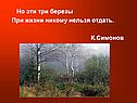 Березы