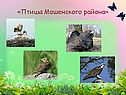 Птицы Мошенского района