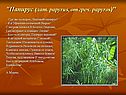 Где же ты вырос, высокий папирус
