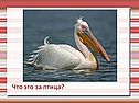 Что это за птица