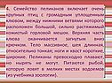 Семейство пеликанов