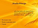 Attalea Princeps