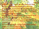 Золотой листопад