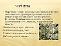 Черёмуха